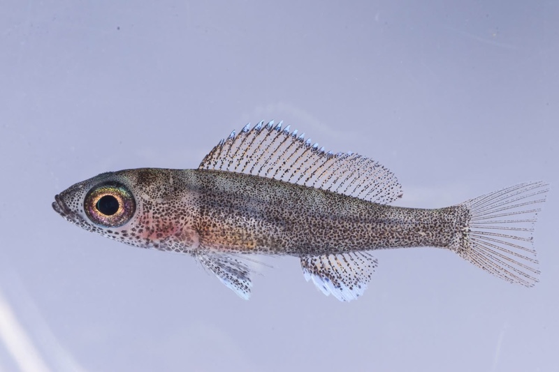 Paracyprichromis nigripinnis 'Kantalamba'
